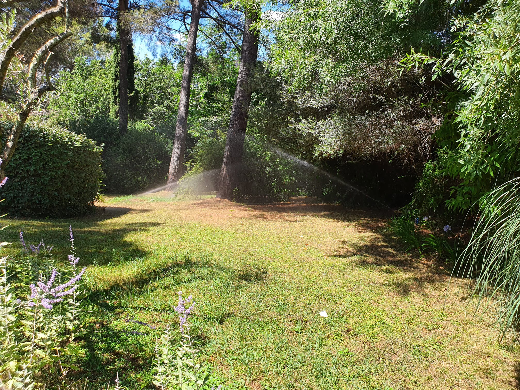Réalisation jardin été 2024