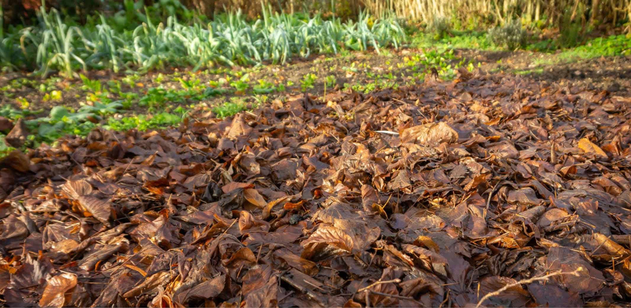 Jardinage en hiver