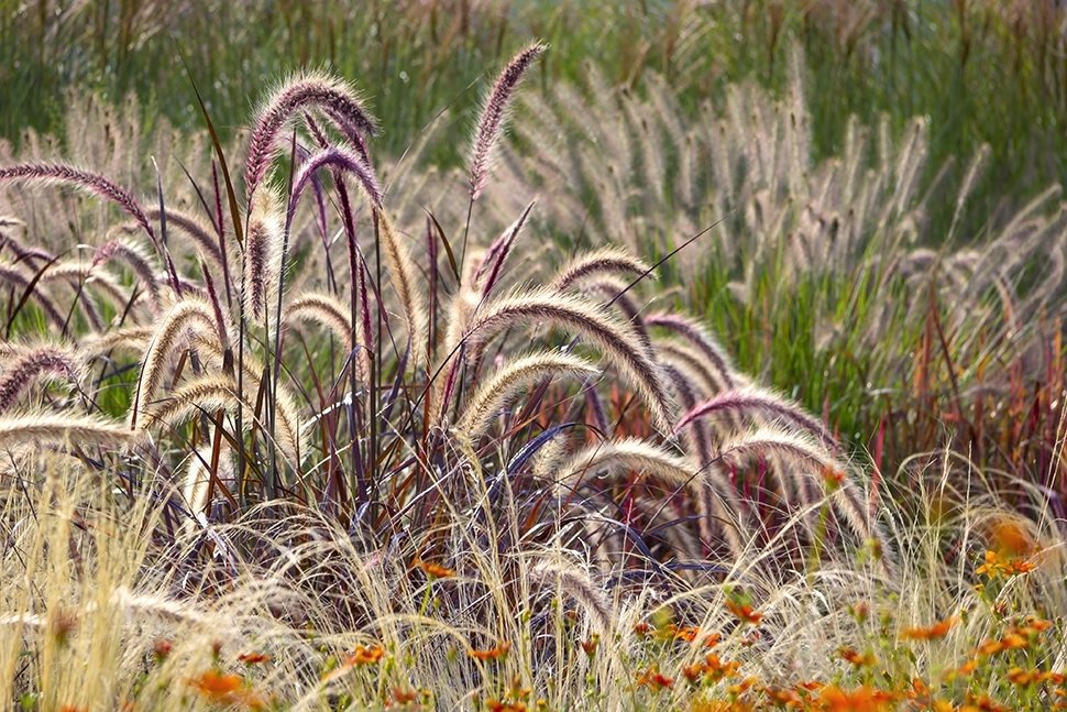 Plantes magiques de l'automne