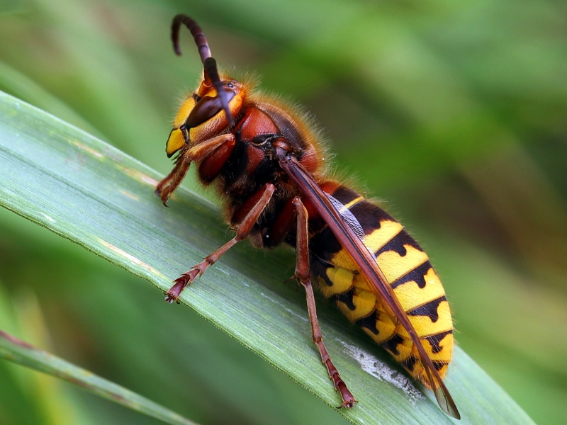 7 – Frelon Asiatique, une destruction efficace -